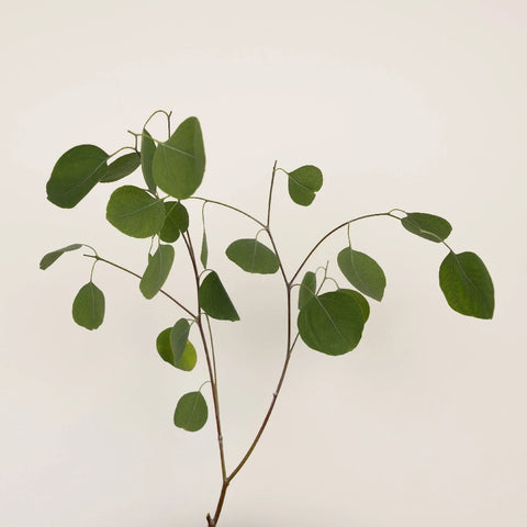 Silver Dollar Eucalyptus Greens Stem - Image