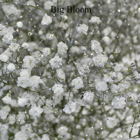 Silver Glitter Tinted Baby's Breath Flower