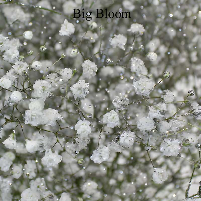 Silver Glitter Tinted Baby's Breath Flower