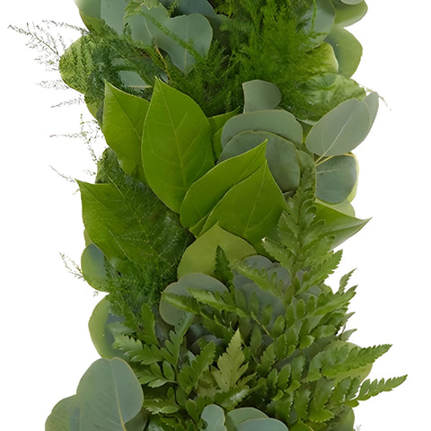 Silver Dollar, Leather Leaf, Plumosa and Salal Greens Garland