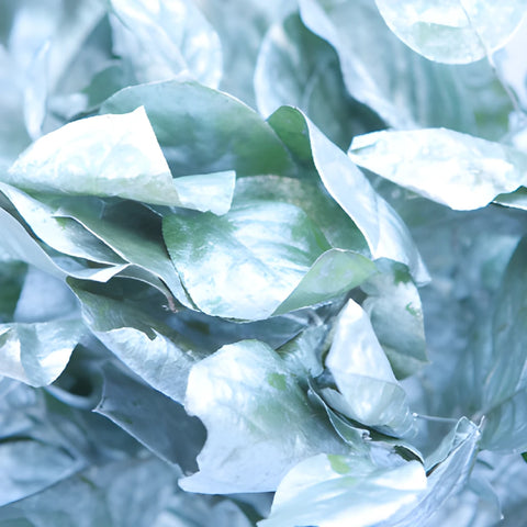 Tinted wedding greenery silver painted lemon leaf sold near me as bulk