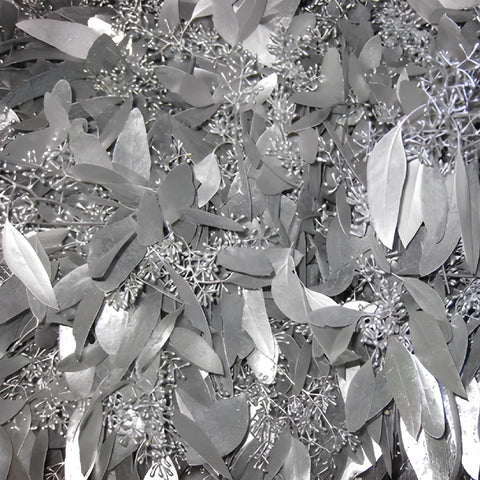 Silver Seeded Eucalyptus Wholesale Greenery Up Close