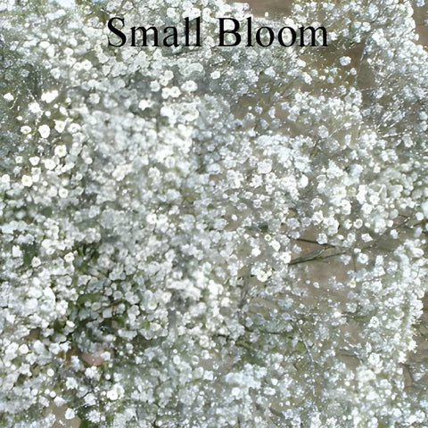 Silver Glitter Tinted Baby's Breath Flower