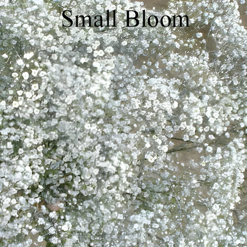 Silver Glitter Tinted Baby's Breath Flower