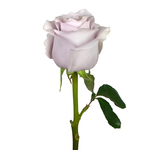 Mirror Ball Lavender Rose