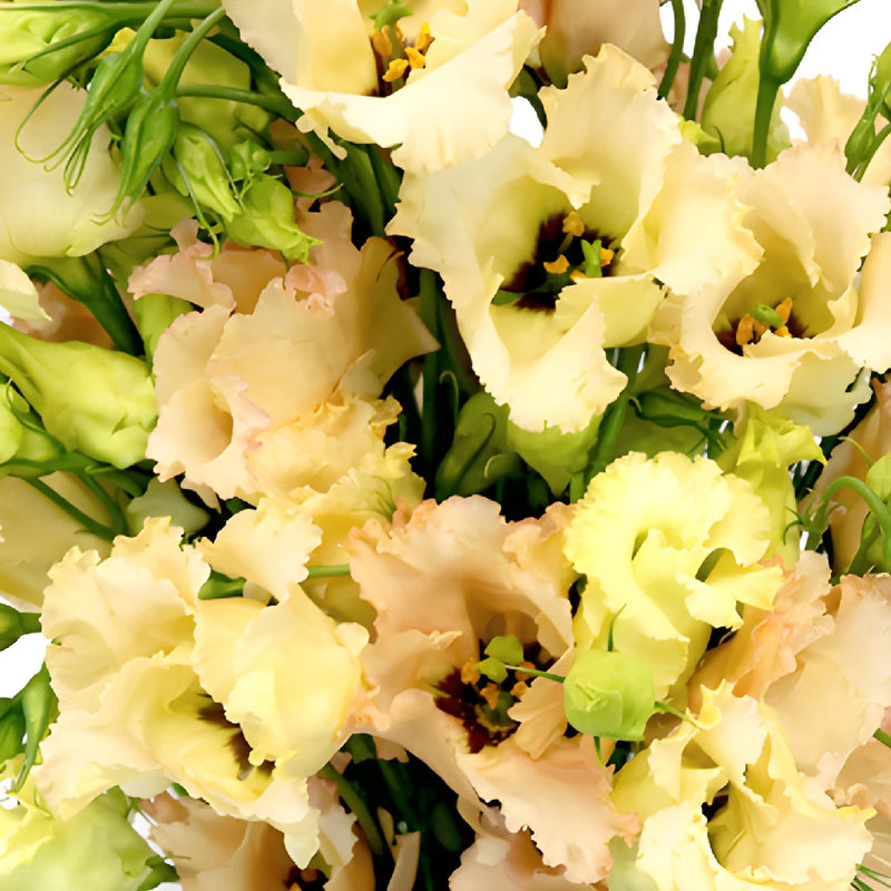 Hues of Apricot Single Lisianthus Flower