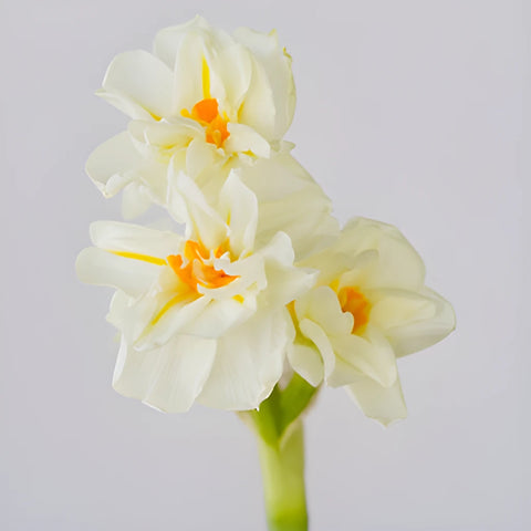 Honey Dipped Narcissus Daffodil Flowers