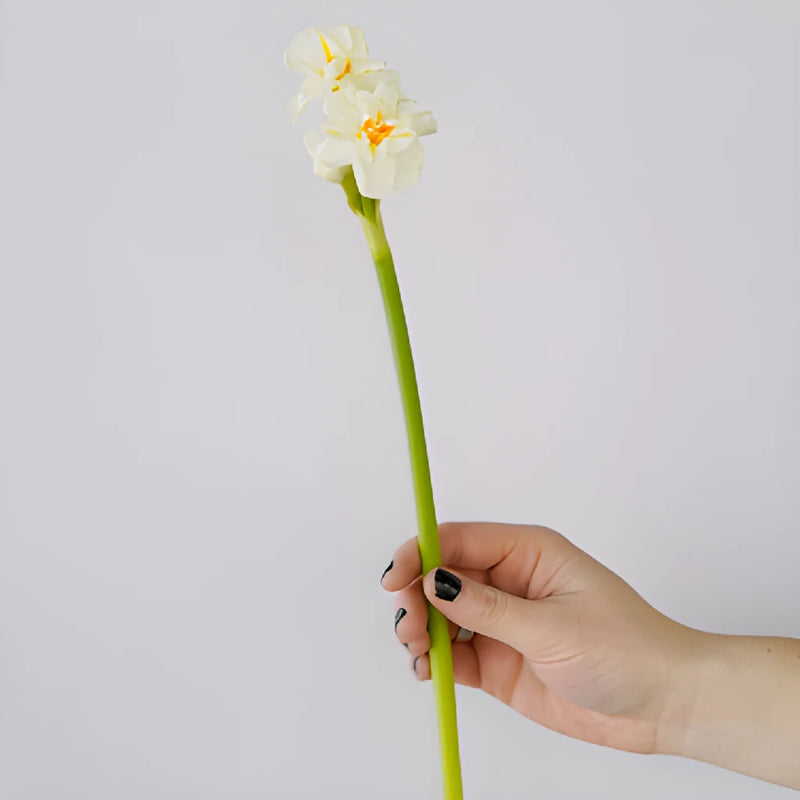 Honey Dipped Narcissus Daffodil Flowers