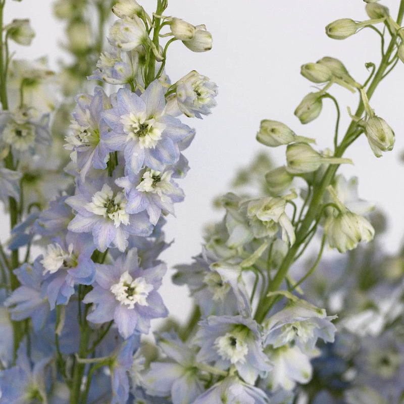 Sky Blue Designer Delphinium Flower Close Up - Image