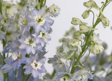 Sky Blue Designer Delphinium Flower Close Up - Image