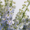 Sky Blue Designer Delphinium Flower