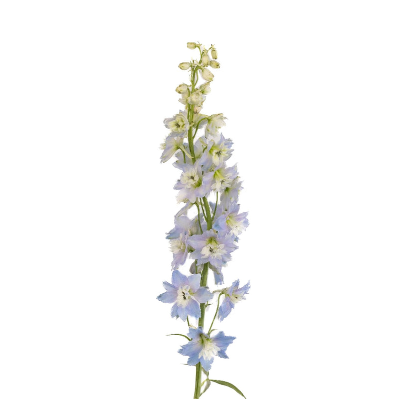 Sky Blue Designer Delphinium Flower Stem - Image