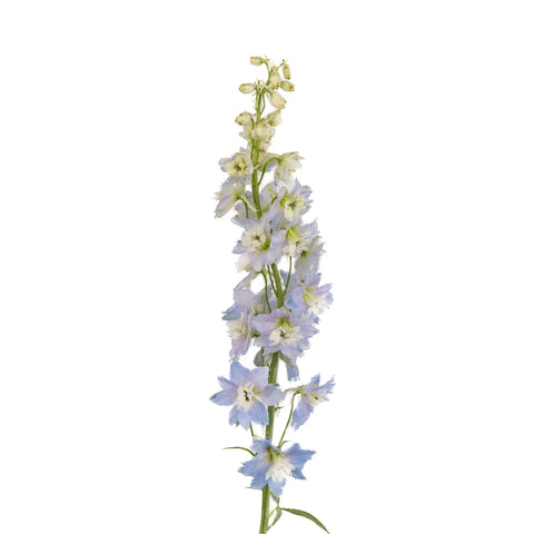 Sky Blue Designer Delphinium Flower Stem - Image