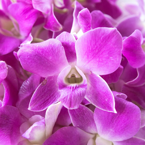 Sky Magenta Loose Orchid Blooms Close Up - Image