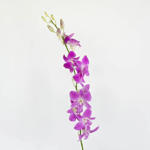 Sky Magenta Orchids Stem - Image