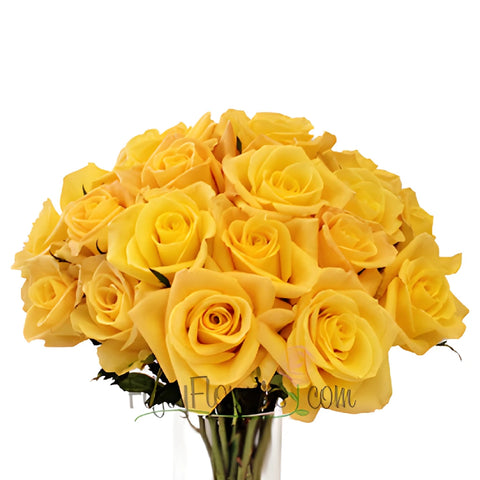 Skyline Yellow Rose