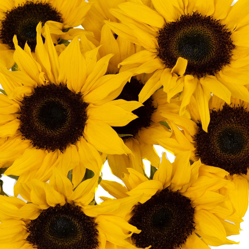 Small Sunflowers Close Up - Image