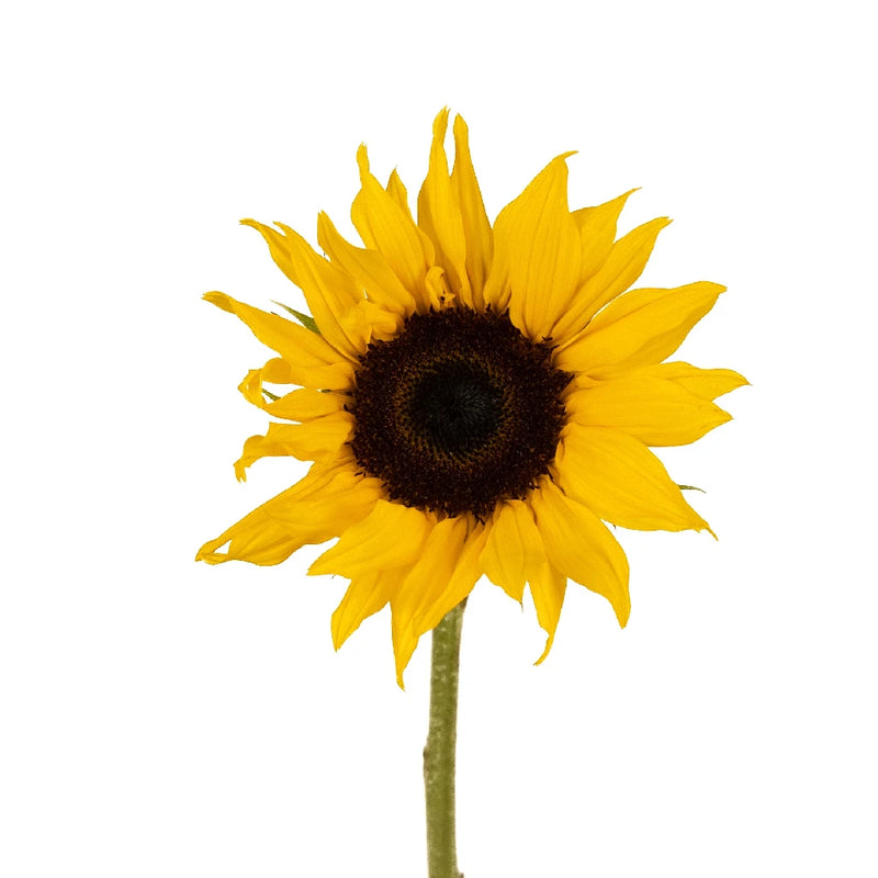 Small Sunflowers Stem - Image