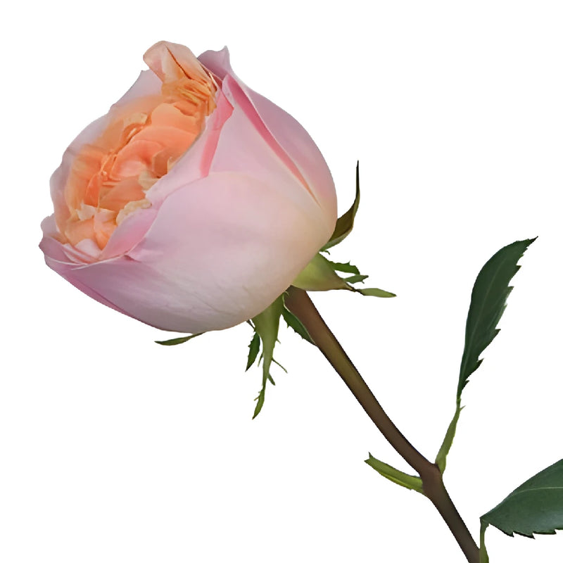 Smiles in the Sky Garden Rose Side Stem View