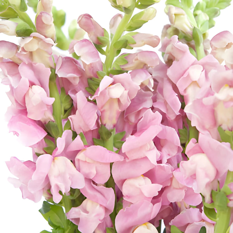 Snapdragon Mauve Flower