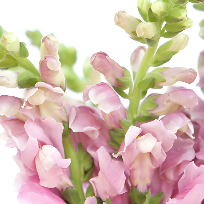 Snapdragon Mauve Flower