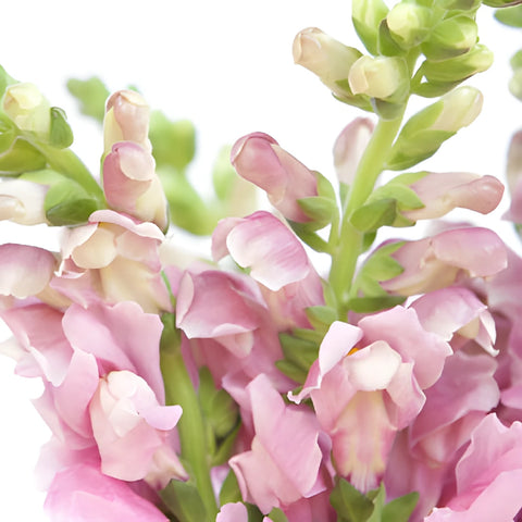 Snapdragon Mauve Flower