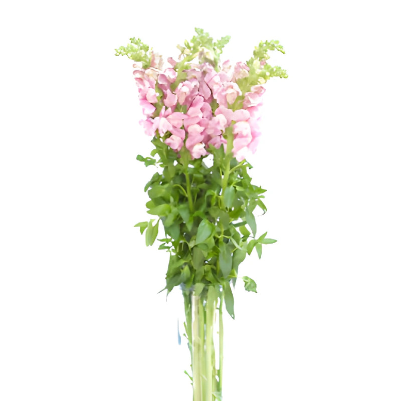 Snapdragon Mauve Flower