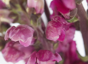 Snapdragon Burgundy Flower Close Up - Image