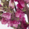Snapdragon Burgundy Flower