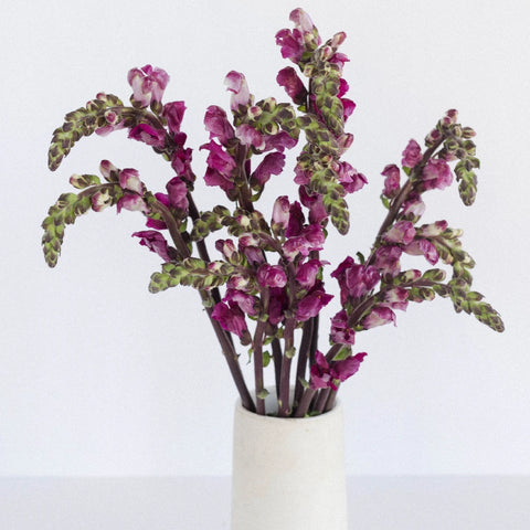 Snapdragon Burgundy Flower Vase - Image