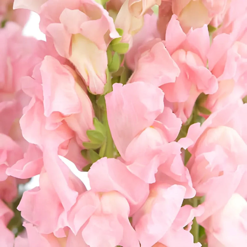 Snapdragon Light Pink Flower Close Up - Image