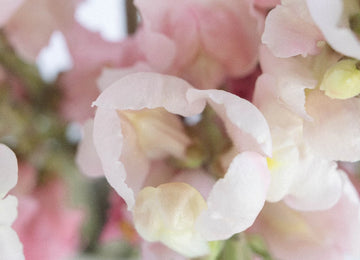 Snapdragon Light Pink Flower Close Up - Image