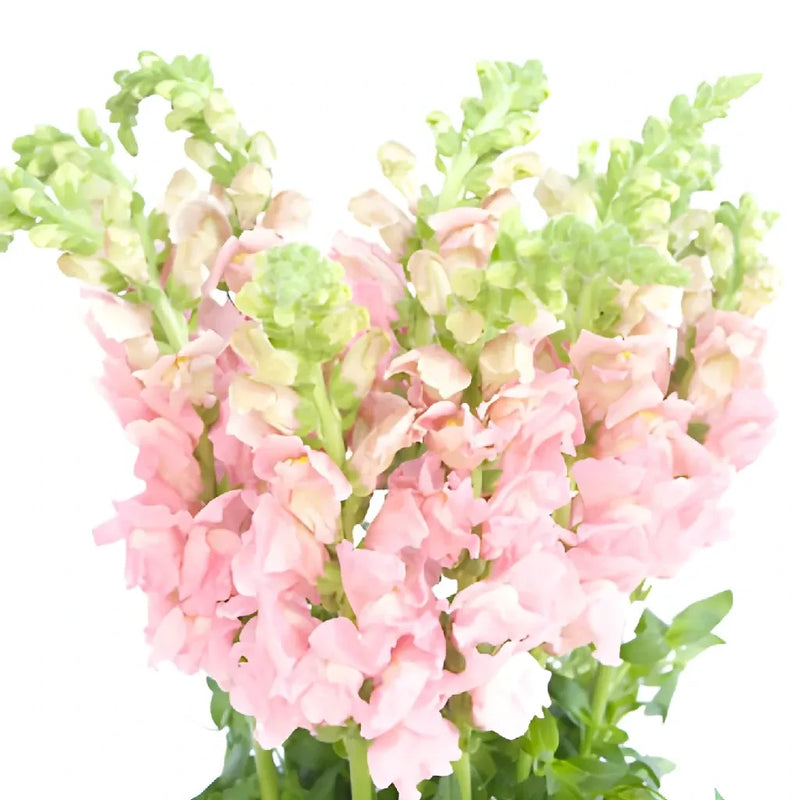 Snapdragon Light Pink Flower Vase - Image