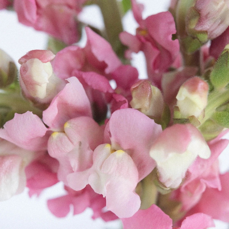 Snapdragon Watermelon Pink Close Up - Image