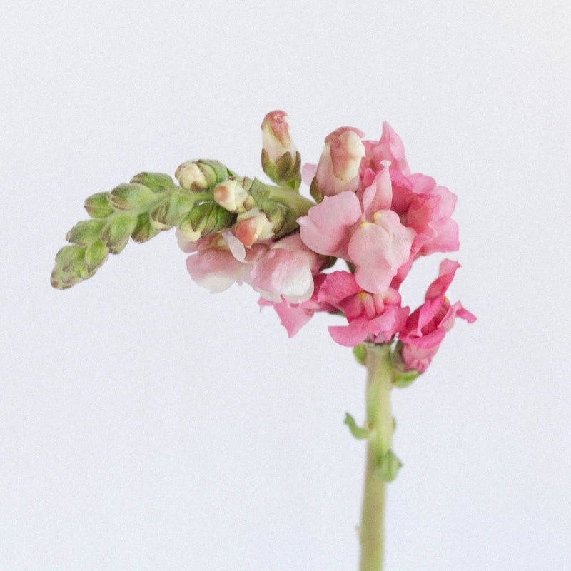 Snapdragon Watermelon Pink Stem - Image