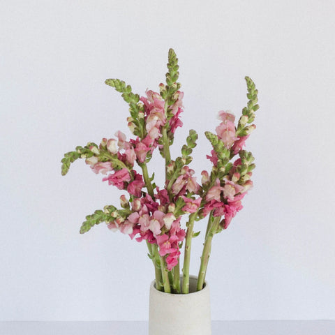 Snapdragon Watermelon Pink Vase - Image