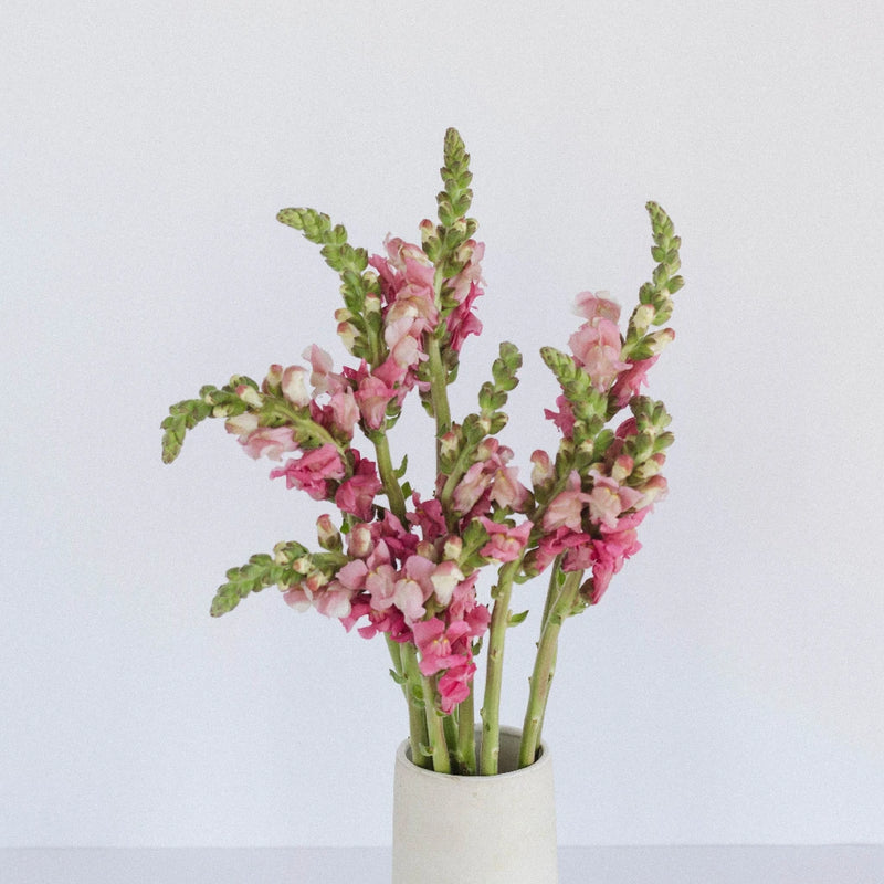 Snapdragon Watermelon Pink Vase - Image