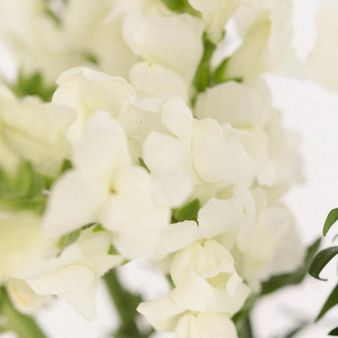 Snapdragon White Flower Close Up - Image