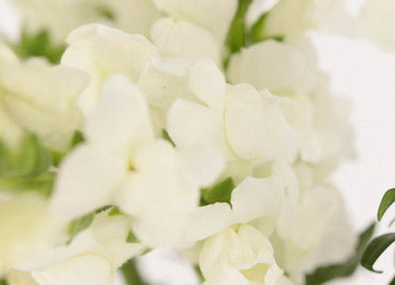Snapdragon White Flower Close Up - Image