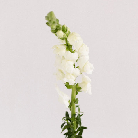 Snapdragon White Flower Stem - Image