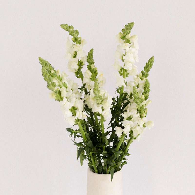 Snapdragon White Flower Vase - Image