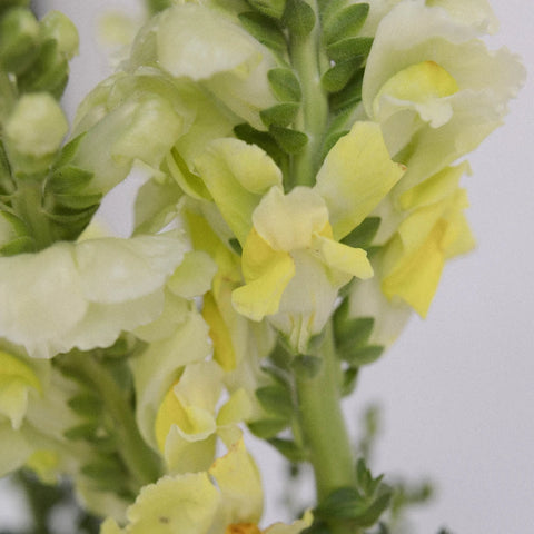 Snapdragon Yellow Flower Close Up - Image