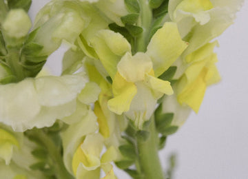 Snapdragon Yellow Flower Close Up - Image