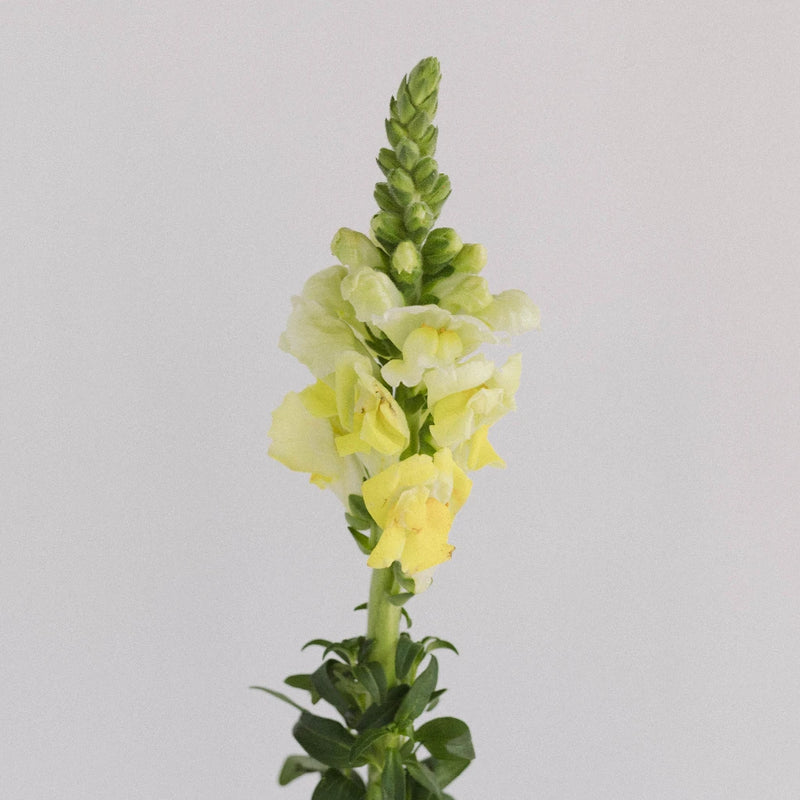 Snapdragon Yellow Flower Stem - Image
