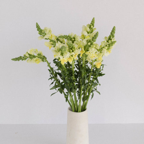 Snapdragon Yellow Flower Vase - Image