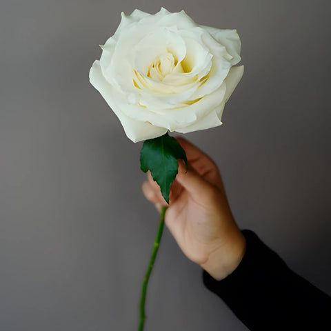 Buy Bulk Snow Bliss Roses