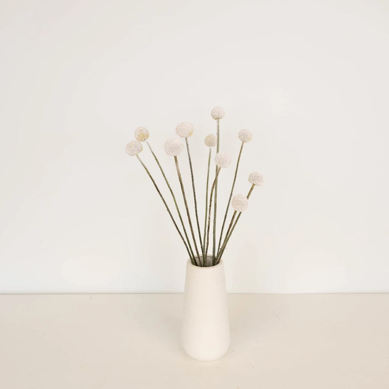 Snowball White Craspedia Billy Balls Vase - Image