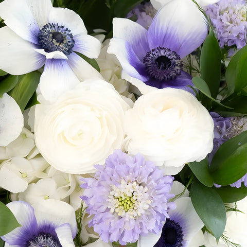 Soft Anemone Dreams Diy Flower Kit Close Up - Image