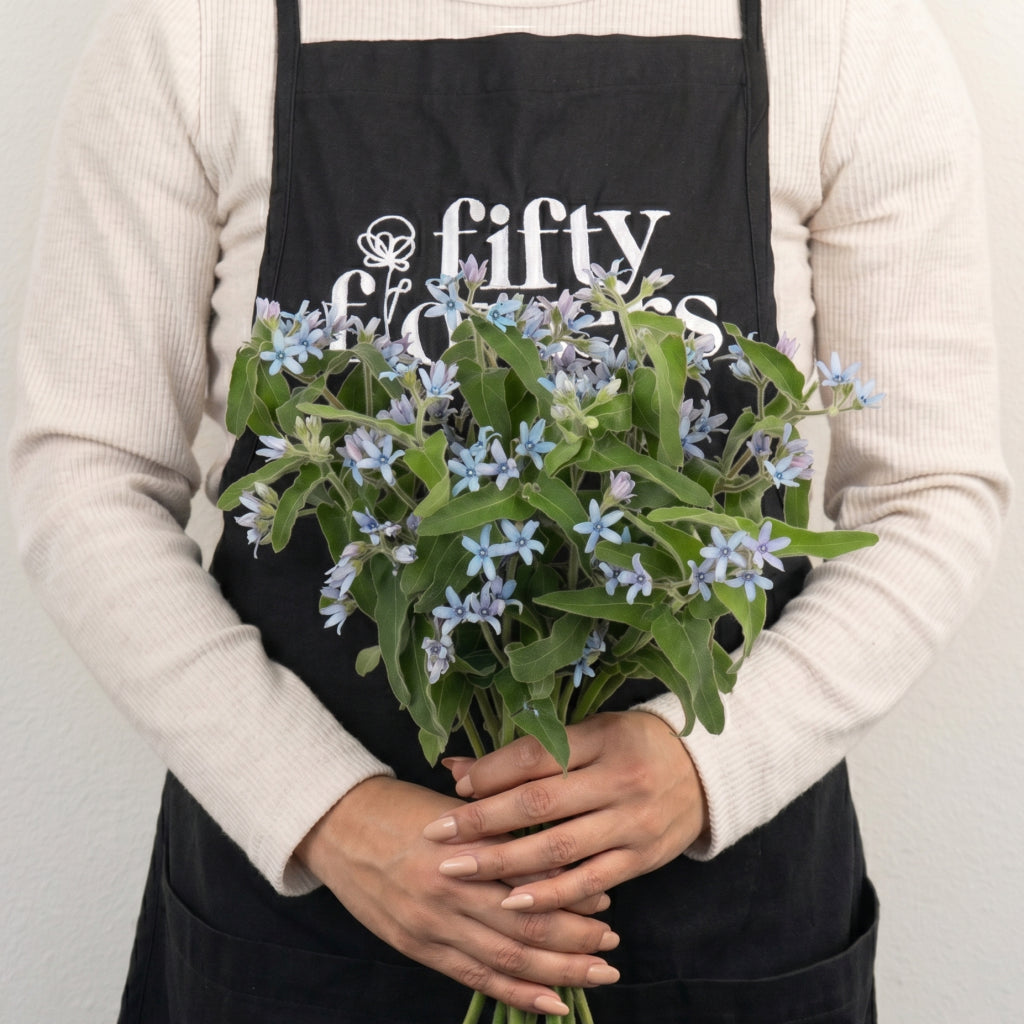Buy Wholesale Soft Blue Designer Tweedia Flower in Bulk - FiftyFlowers