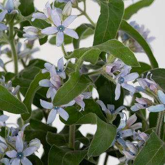 Soft Blue Designer Tweedia Flower Close Up - Image